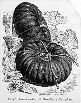 Montlhery: PUMPKIN LARGE BRONZE 19C