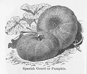 Gourd: PUMPKIN SPANISH GOURD