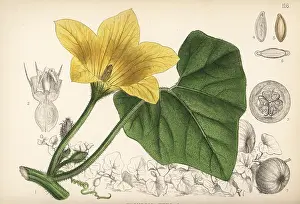 Gourd: Pumpkin or white gourd, Cucurbita pepo