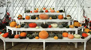 Squashes: Pumpkins and squashes DP