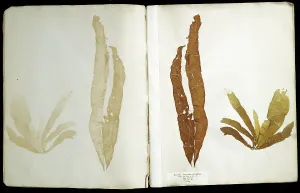 Alga: Punctaria plantaginea, seaweed