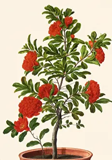 Linne: Punica granatum Linne