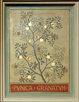 Malvidae: Punica granatum, pomegranate