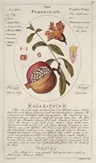 Juicy: Punica granatum, pomegranate