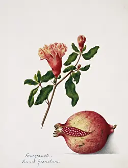Pomegranate: Punica granatuns, pomegranate