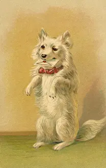 Bday: Pup with Birthday Wishes