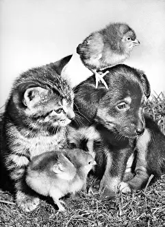 Chicks: Pup, Kitten and Chicks