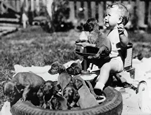Tricycles: Puppies