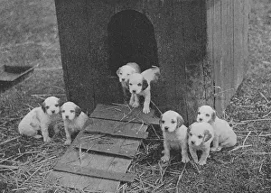Kennel: Puppies