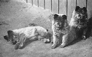 Chow: Puppies