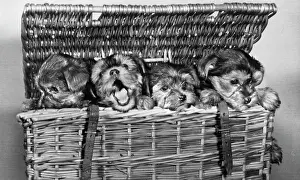 Straps: Four puppies in a basket