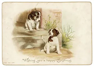 Wondering: PUPPIES ON A DOORSTEP