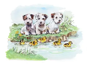 Matthes: Three puppies and five ducklings
