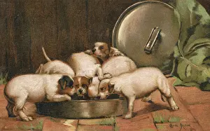 Eager: Puppies eating from a large bowl