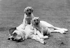 Hellingly: PUPPIES WITH FATHER