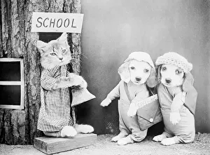 Satchels: PUPPIES GOING TO SCHOOL