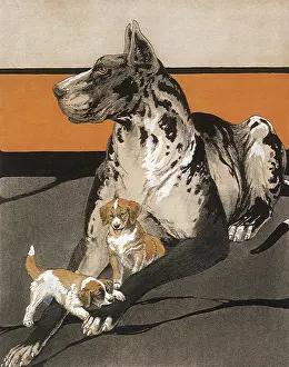 Canines: Puppies and Great Dane