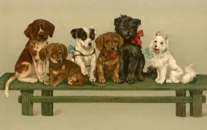 Varying: Puppies on Green Bench