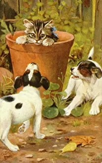 Barking: Two puppies and a kitten