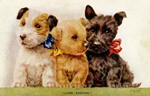 Scottie: Three puppies on a postcard