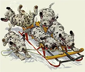 Downhill: Puppies Sledding