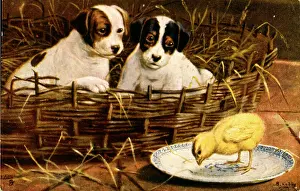 Puzzled: Two puppies and a yellow chick