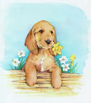 Narcissi: Puppy with Daffodil ' with narcissi