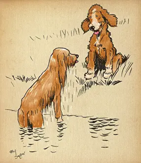 Annoyed: Puppy dogs emerging from swimming in river