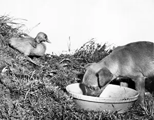 Ducks: Puppy and duckling