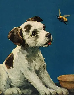 Fascinated: Puppy Fascinated by Bee