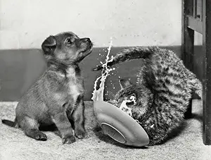 Splash: Puppy and kitten with saucer