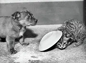 Spilt: Puppy and kitten with saucer