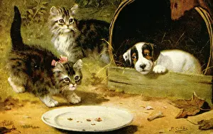 Kennel: Puppy and two kittens