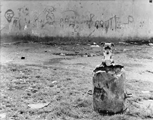 Childish: Puppy and old dustbin - Manchester 1967
