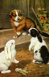 Doorstep: Puppy and two rabbits