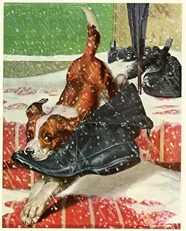 Bounds: Puppy Steals Boot