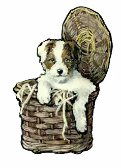 Spurr: Puppy in a wicker basket