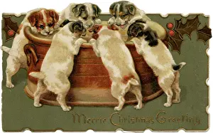 Wondering: PUPS ROUND A BRAN TUB