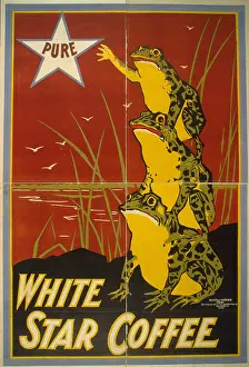 C1899: Pure white star coffee