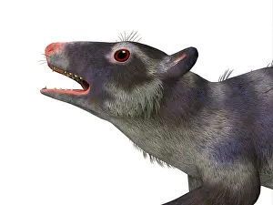 Paleogene: Purgatorius primate head