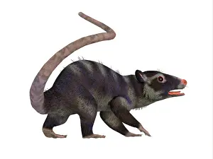 Paleogene: Purgatorius primate, side profile