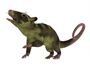 Paleogene: Purgatorius primate on white background