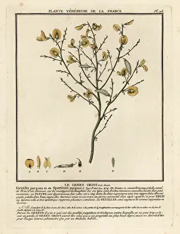 Plante Veneneuse De La France: Purging broom, Cytisus purgans
