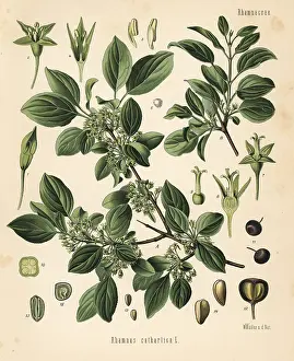 Buckthorn: Purging buckthorn, Rhamnus cathartica