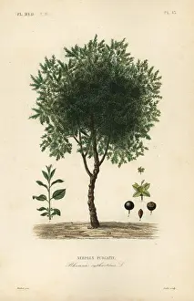 Buckthorn: Purging buckthorn tree, Rhamnus cathartica