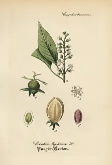 Purging: Purging croton, Croton tiglium