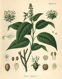 Purging: Purging croton, Croton tiglium
