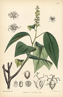 Purging: Purging croton, jamalgota or jepal, Croton tiglium