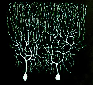 Nerve: Purkinje Cells Based on Cajal