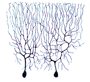 Nerve: Purkinje Cells Based on Cajal